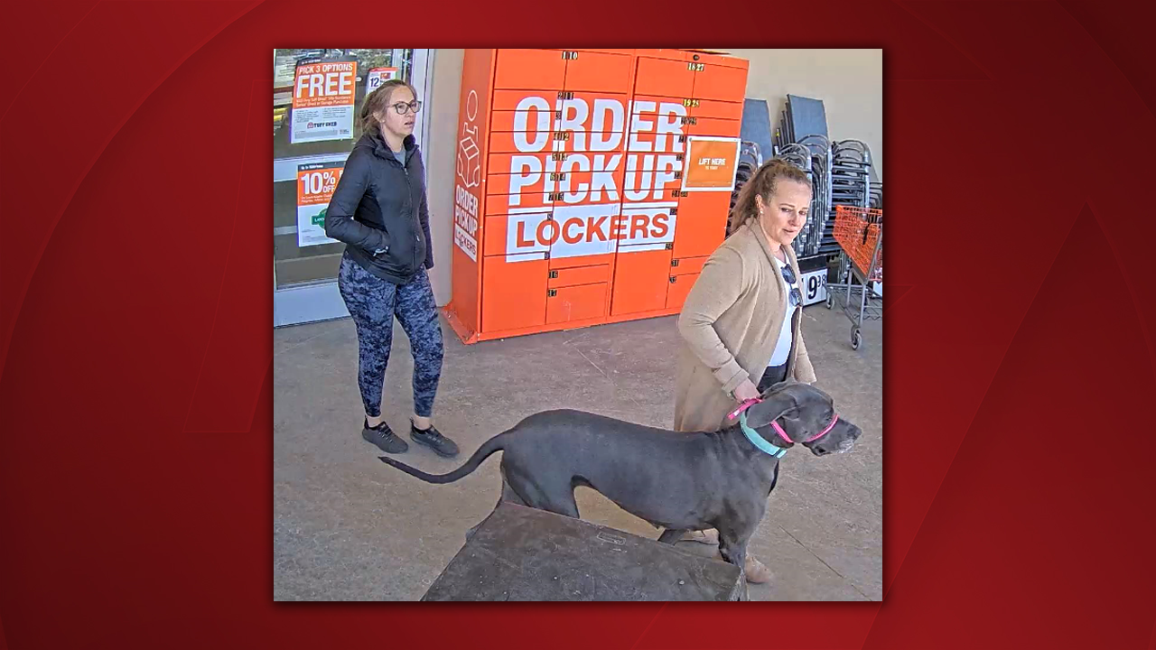 Home depot dog clearance training collar